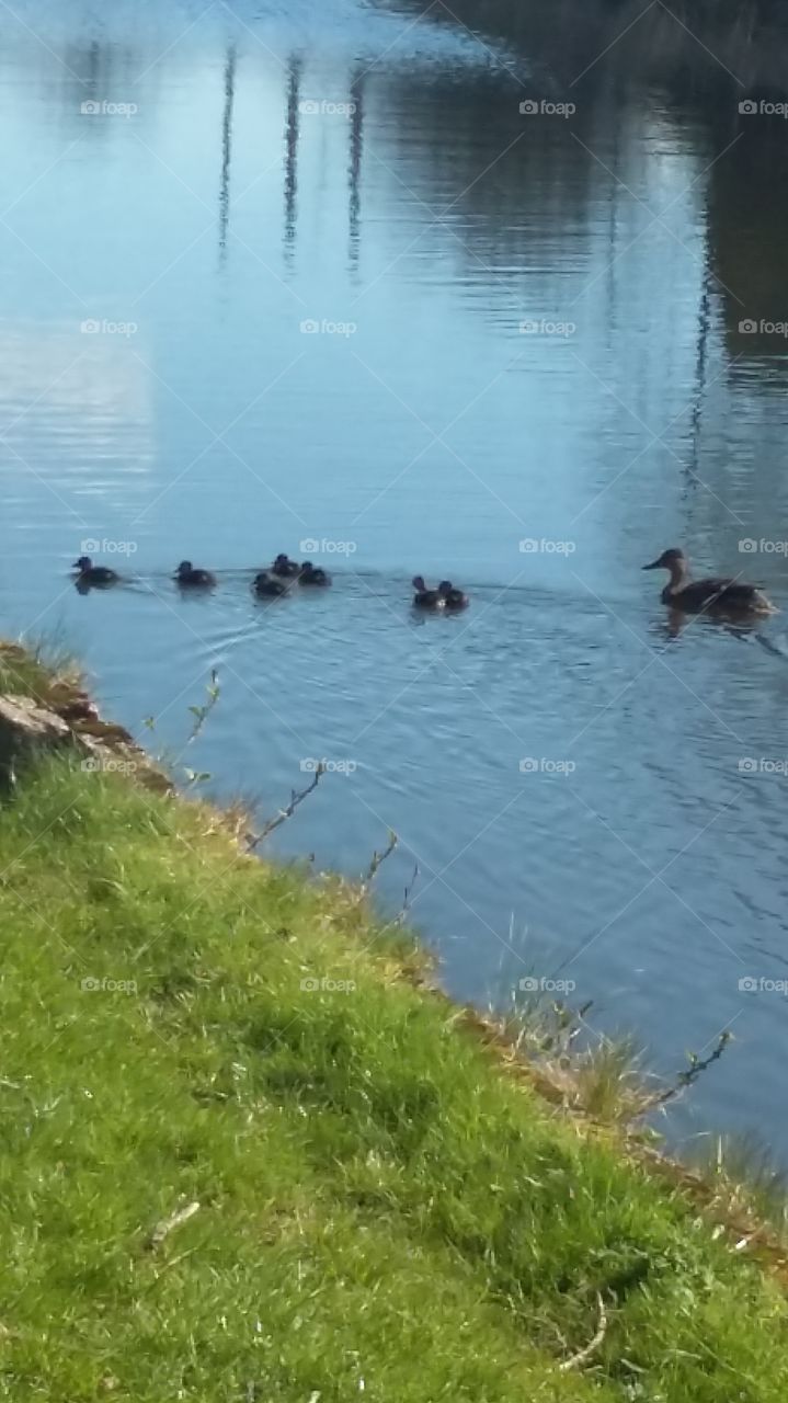 Mother Duck And Ducklings