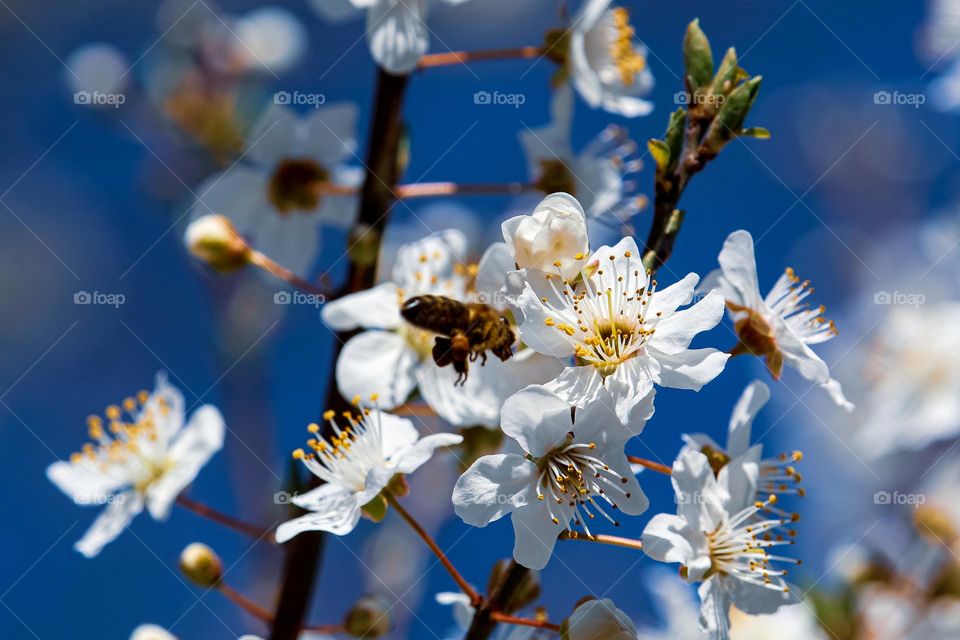 A bee and white spring flowers