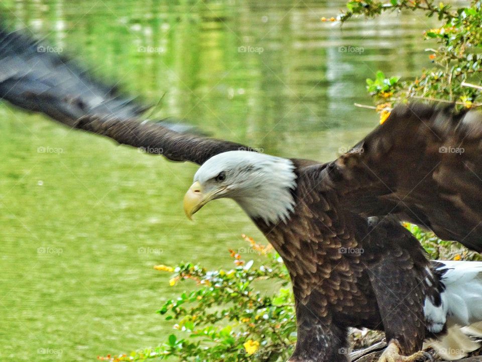 American Bald Eagle. Glorious American Bald Eagle Spreading Its Wings For Flight
