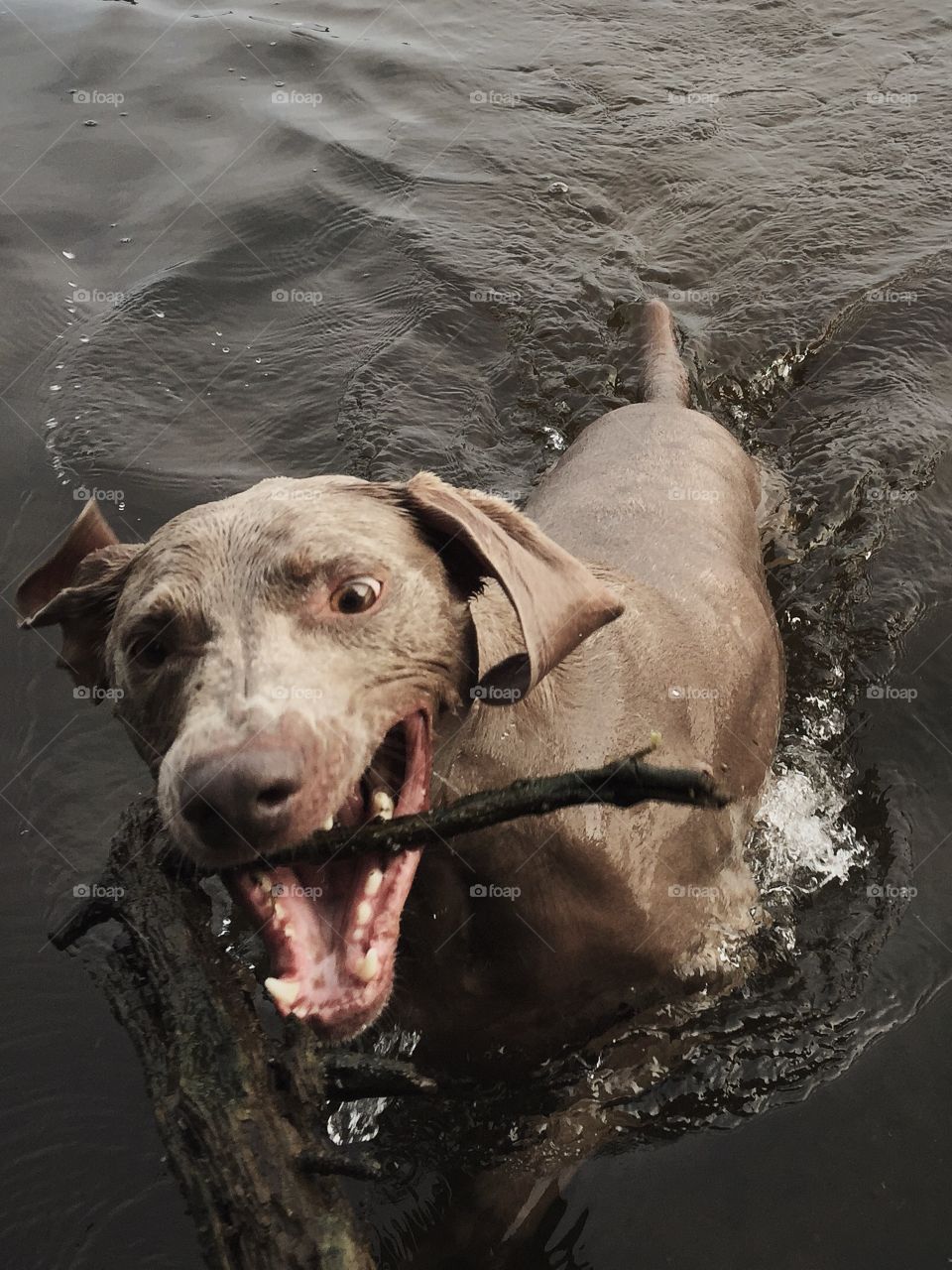 Dog fetching stick