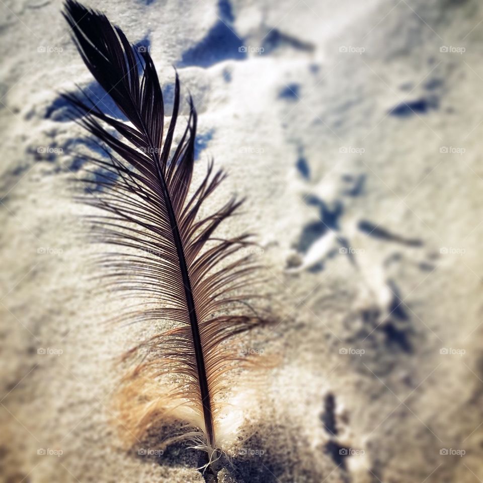 Feather and Footprints