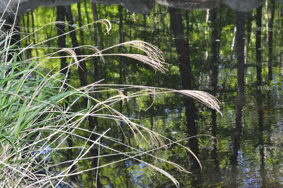 The Edge of the Pond