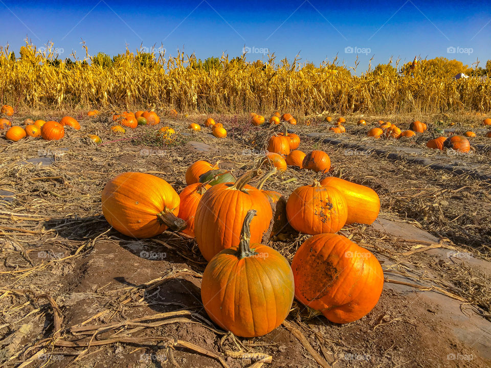 Pumpkin Hunting