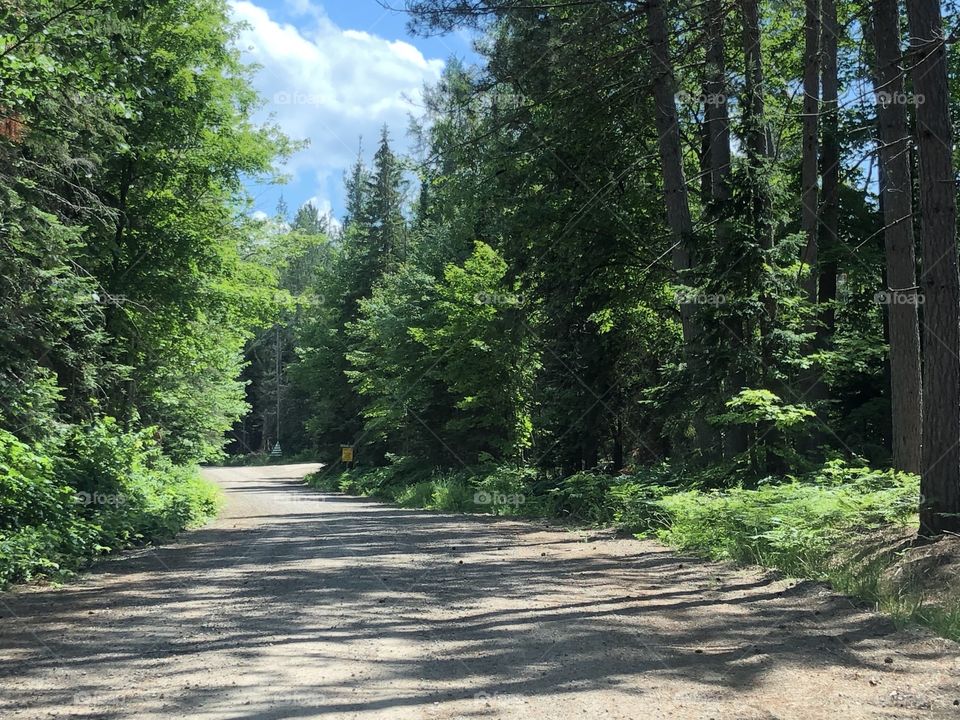 A Beautiful Walk up north, through Bear Lake, Ontario, Canada
