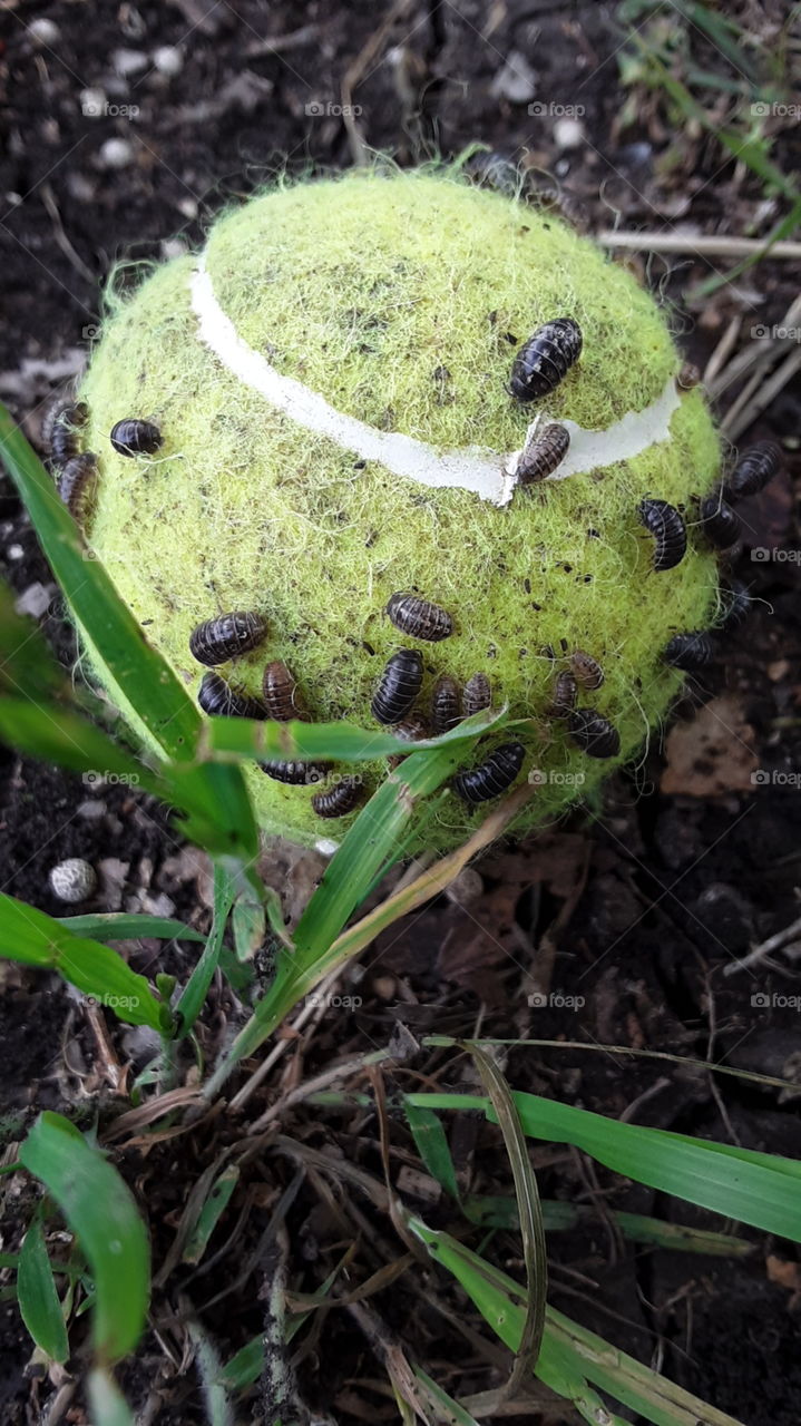 bug life on tennis ball