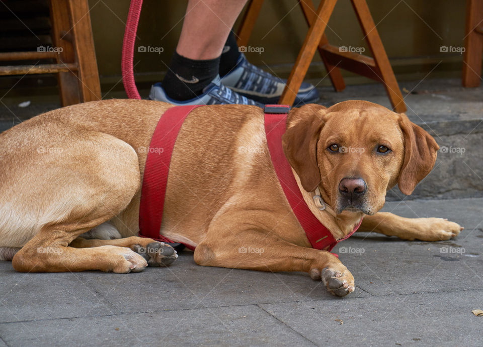 Labrador retriever with his owner in a street Cafe