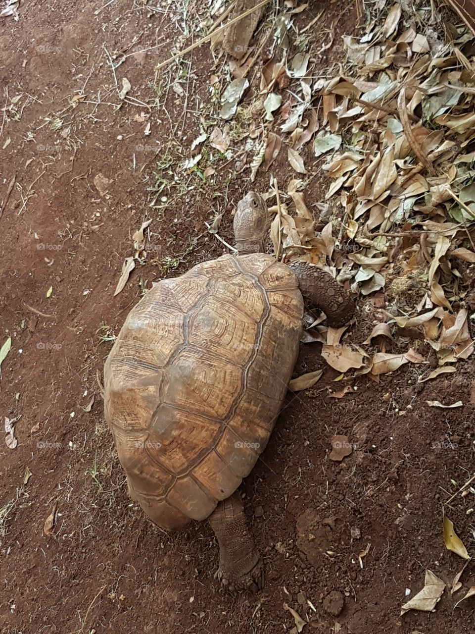 A tortoise out of its shell