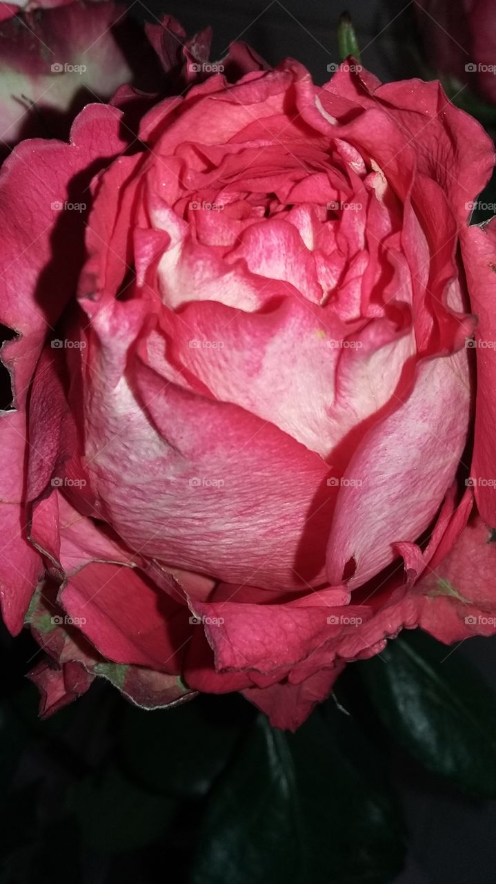 Rose flower red table celebration