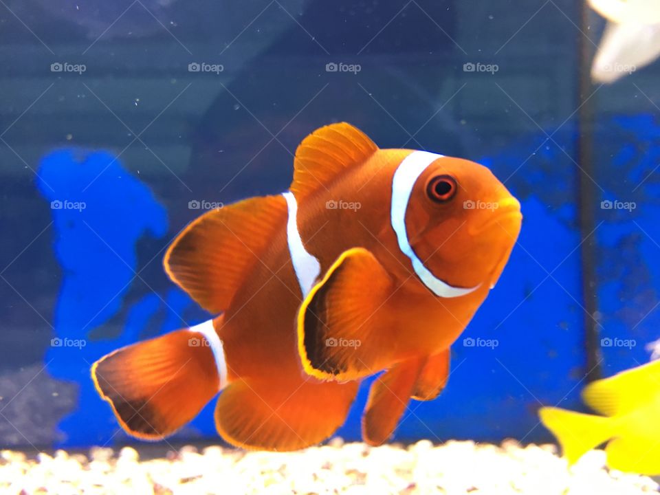 Close-up of a clown fish in tank