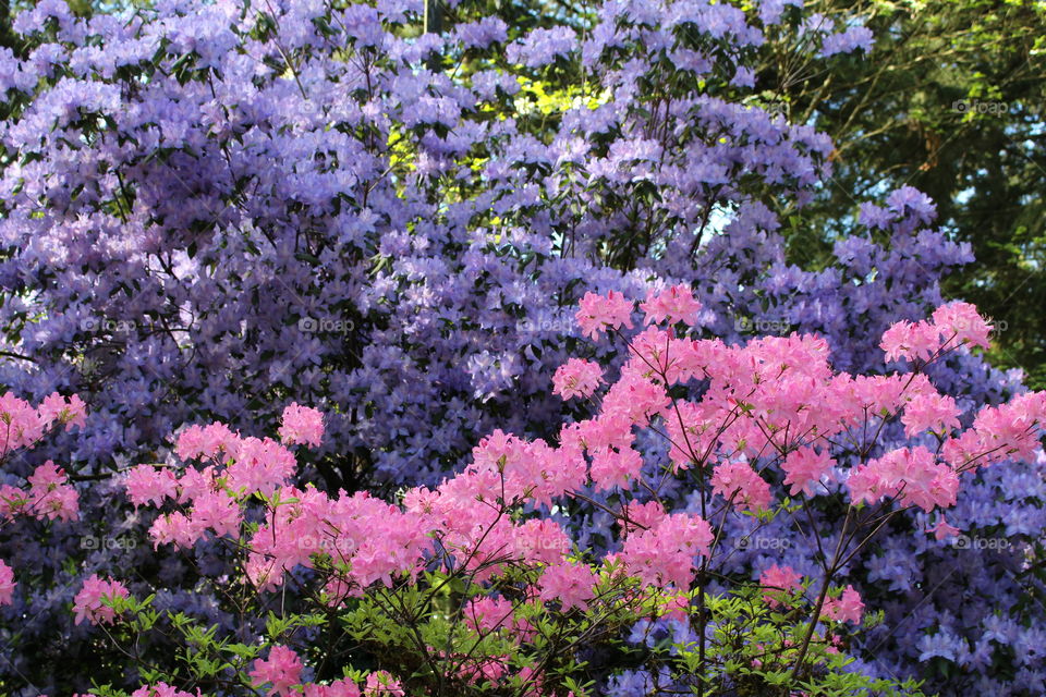 rhododendron garden