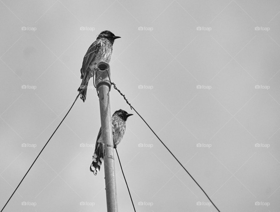 Bird photography - Red vented bulbul - BW style