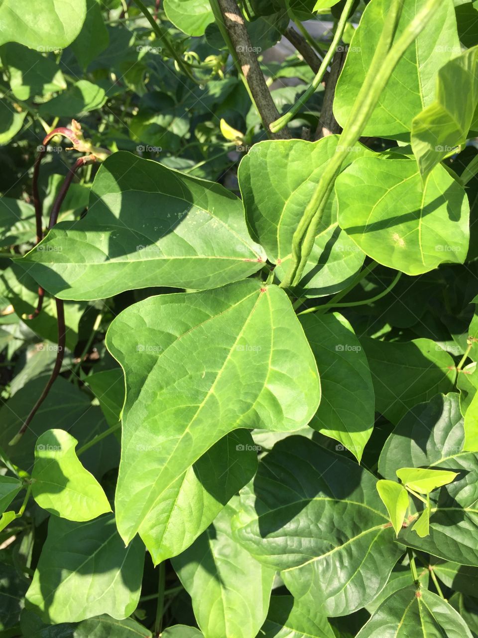 Vegetable Leaf 