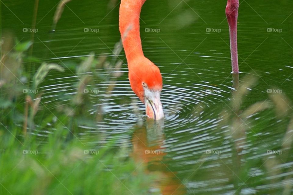 Thirsty flamingo