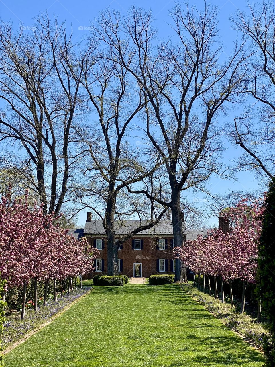A row of pink blossom trees leading up to a red brick house