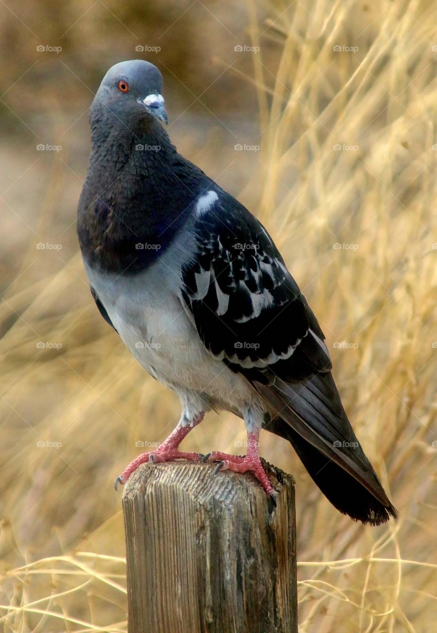 The Beauty of a Pigeon