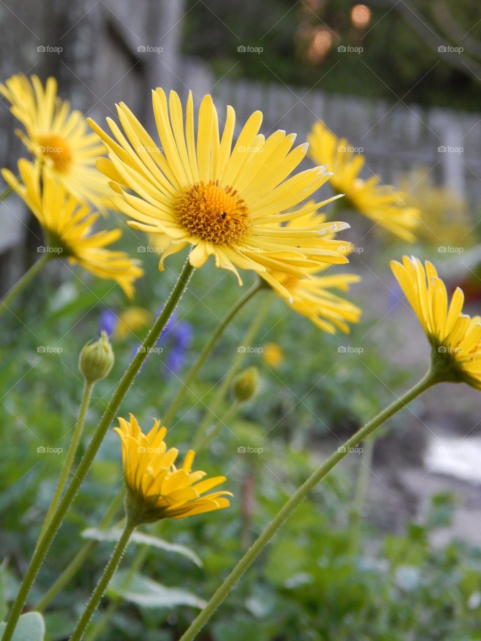 Yellow flowers