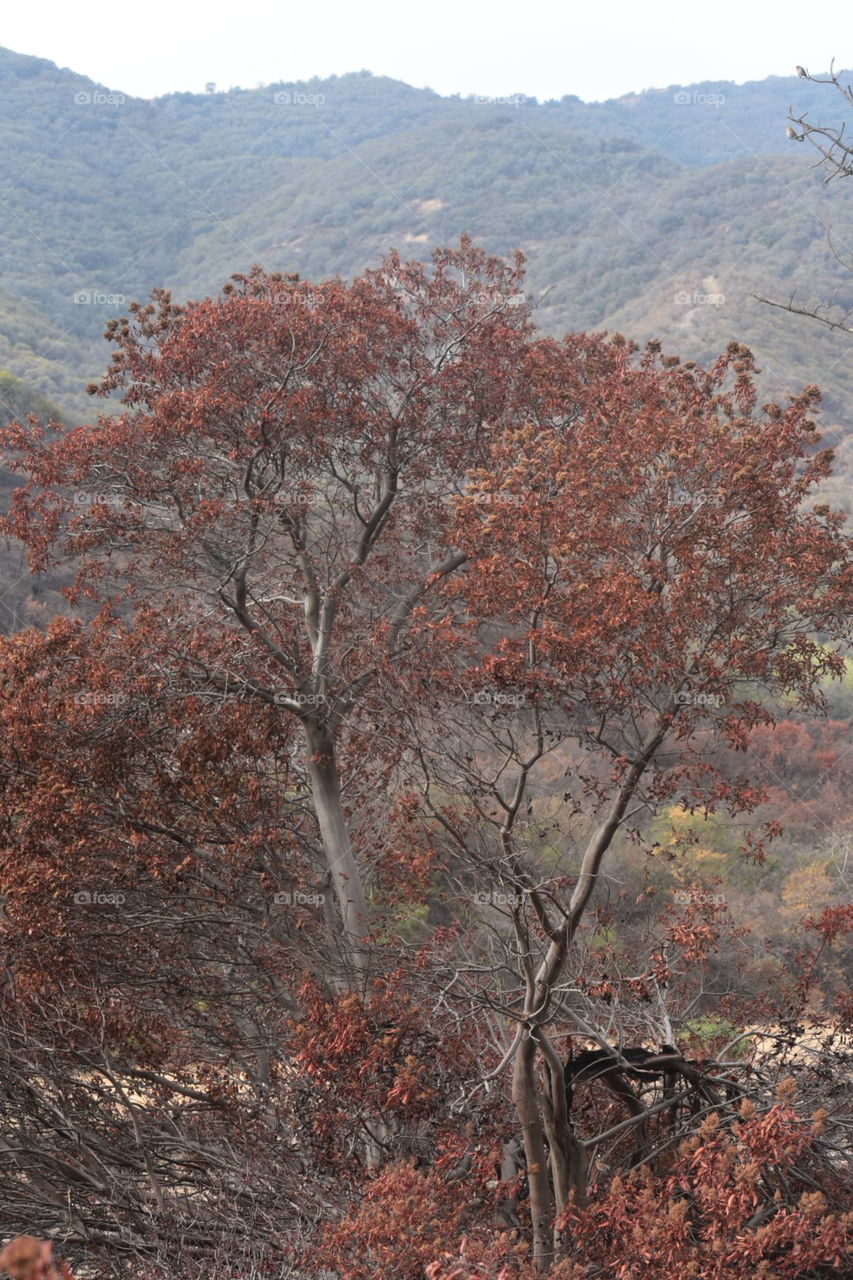 Old Tree II