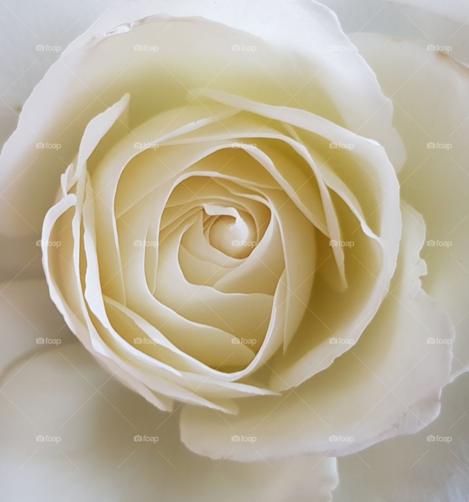 Deep white rose