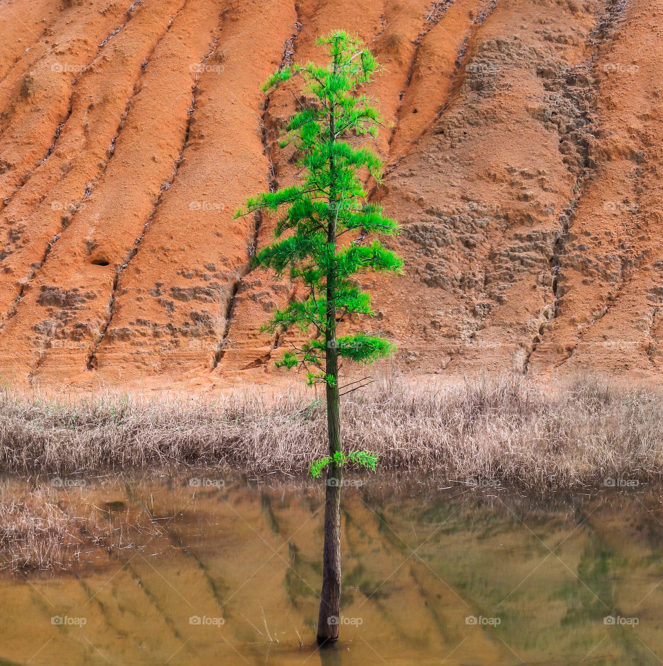 Alone Tree in a Pond with a Dune color Soils on the Background, found it during my hike along the area.