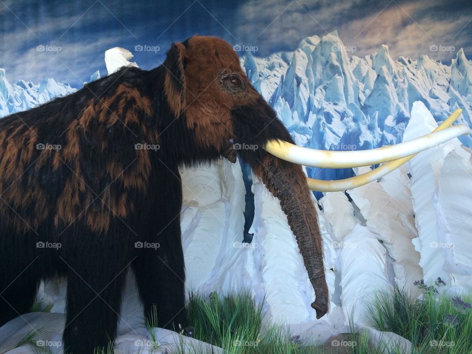 Mammoth 