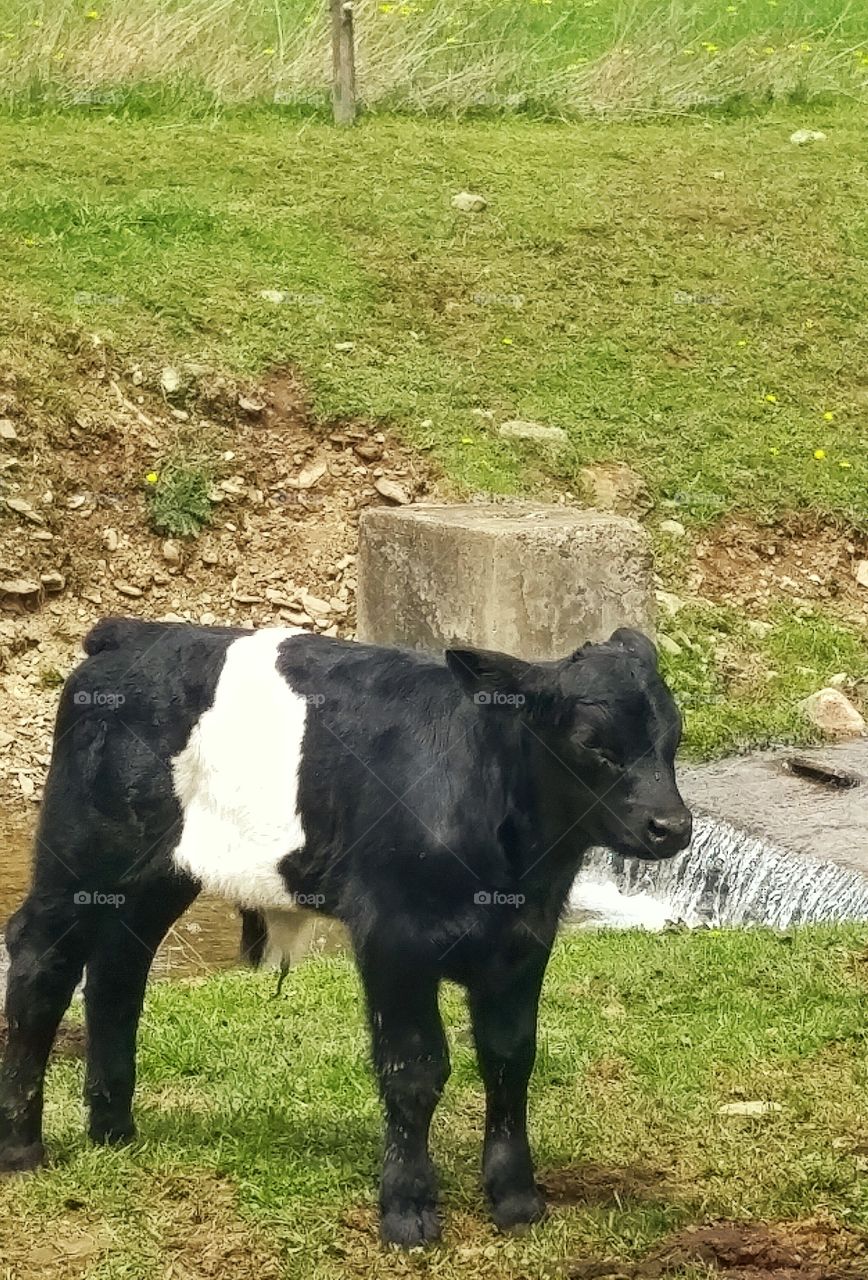 Oreo Calf