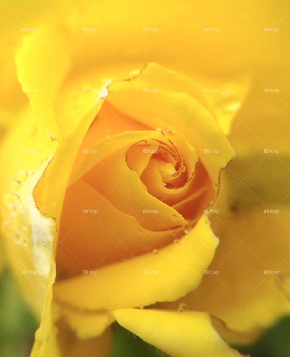 Rose romantisch gelb yellow schön blühen Blüte blume