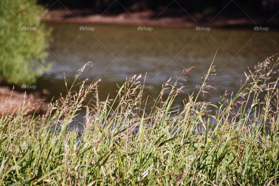 Field of Weeds