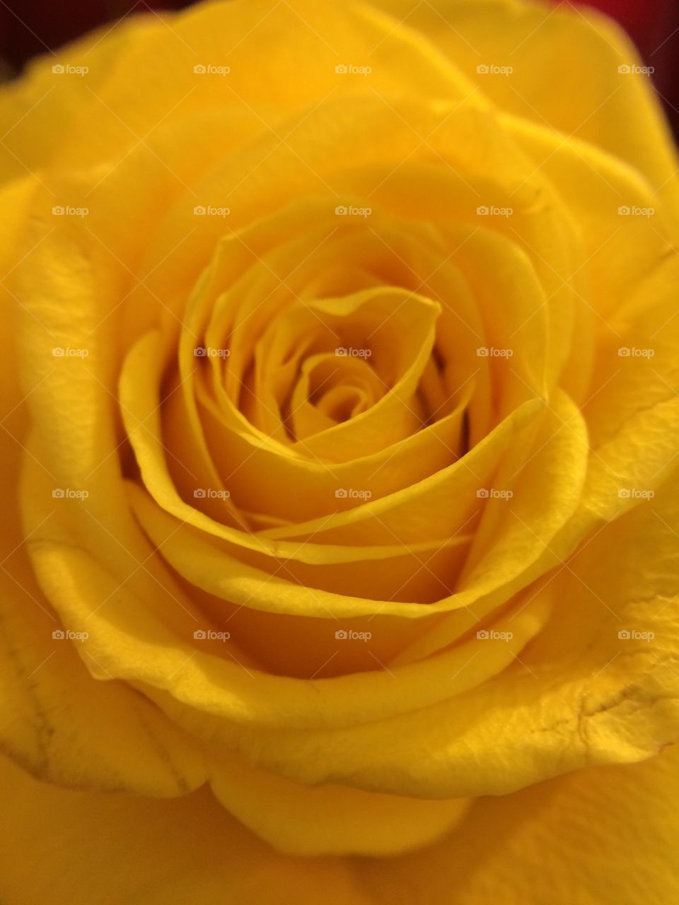 Yellow roses 