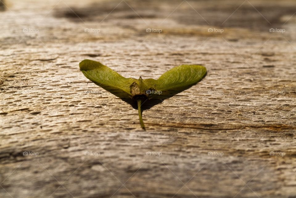 A maple seed leaf lays on a wooden log in the forest.