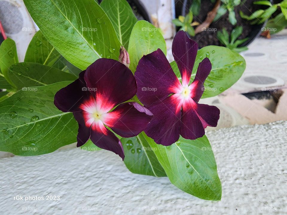 double mauve_red_white vinca