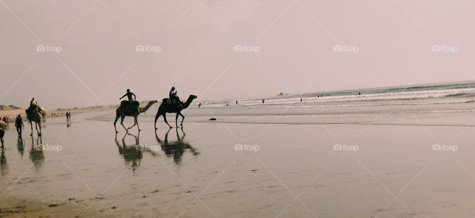 beautiful trip on camels and nice shadows of two animals near the beach in Morocco.