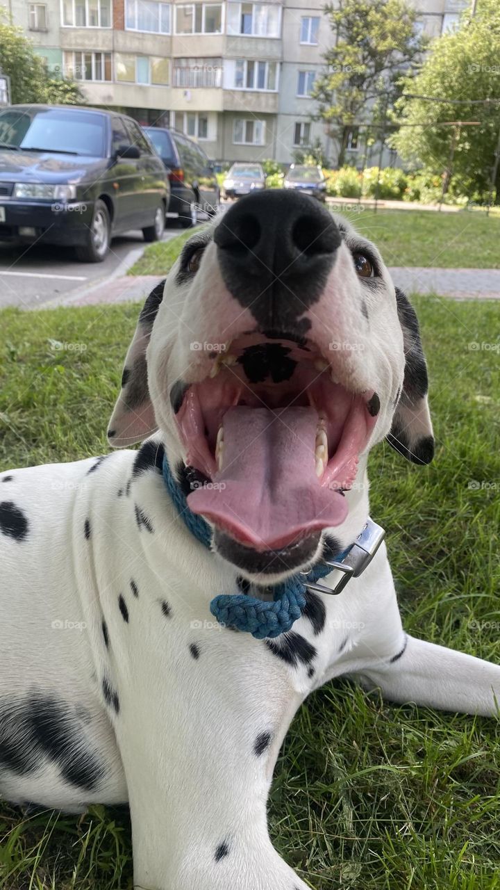 Dog Dalmatian 