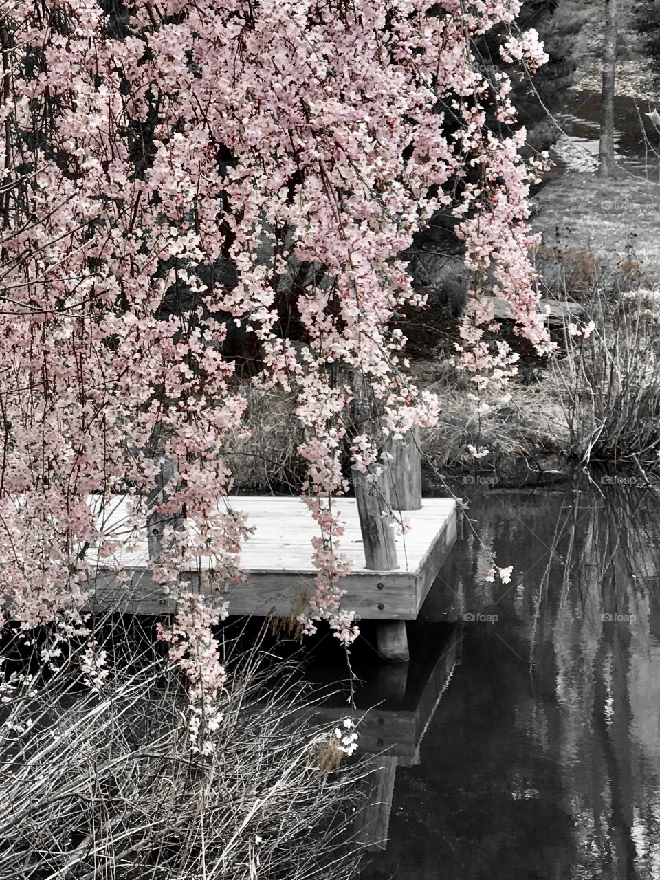 Gorgeous cherry blossoms over framed the dock
