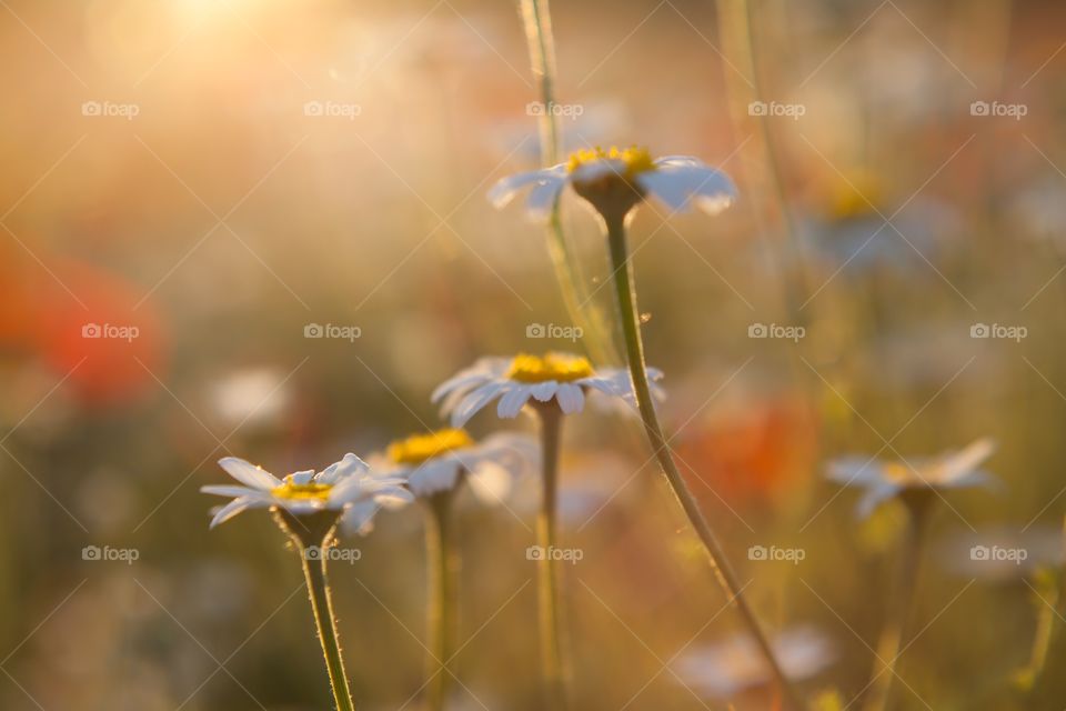 Chamomile flowers meadow in bright sunshine 