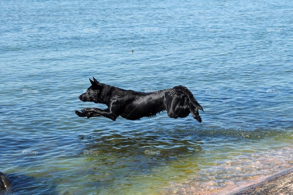 ocean black dog dogs by fahlekorv