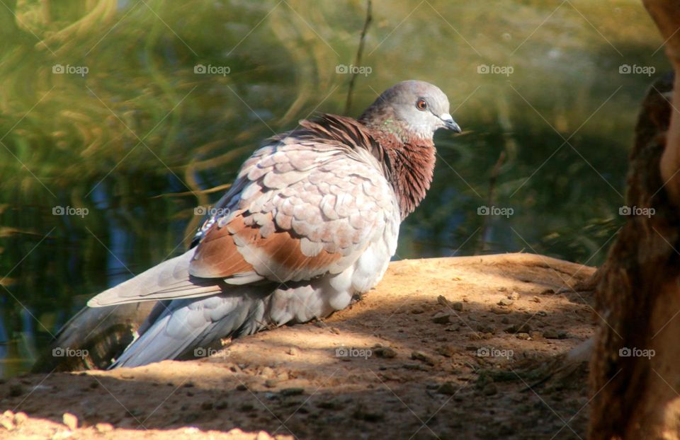 Pigeon in Early Morning Light