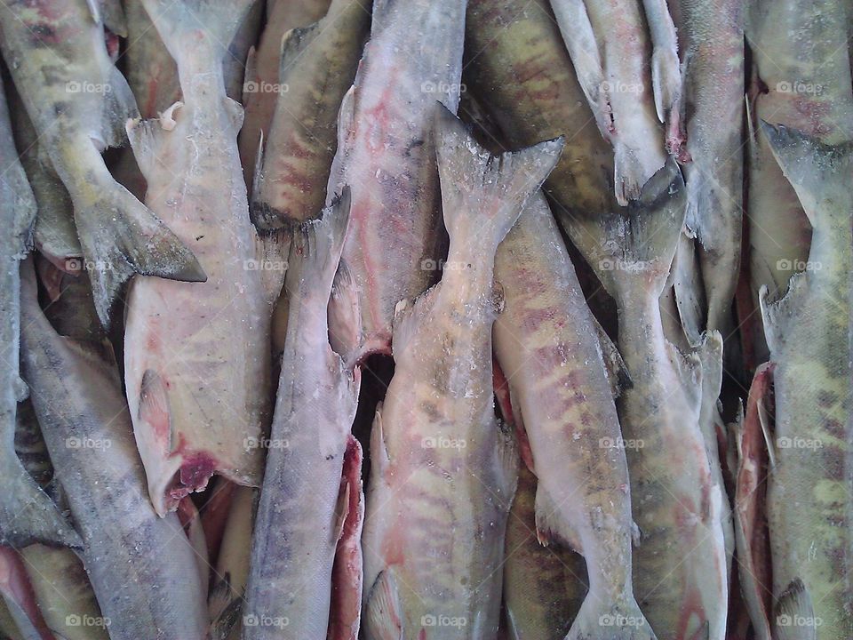 Frozen Fish. Frozen, freshly caught hake.