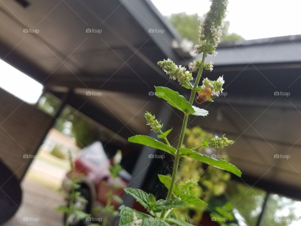 baby bee on my mint plant