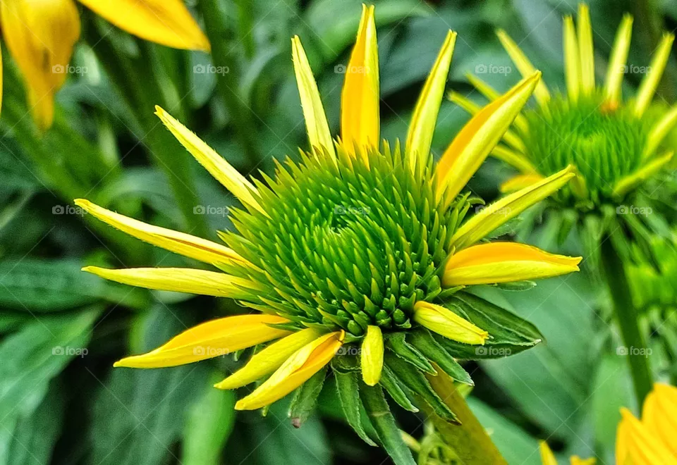 green flowers