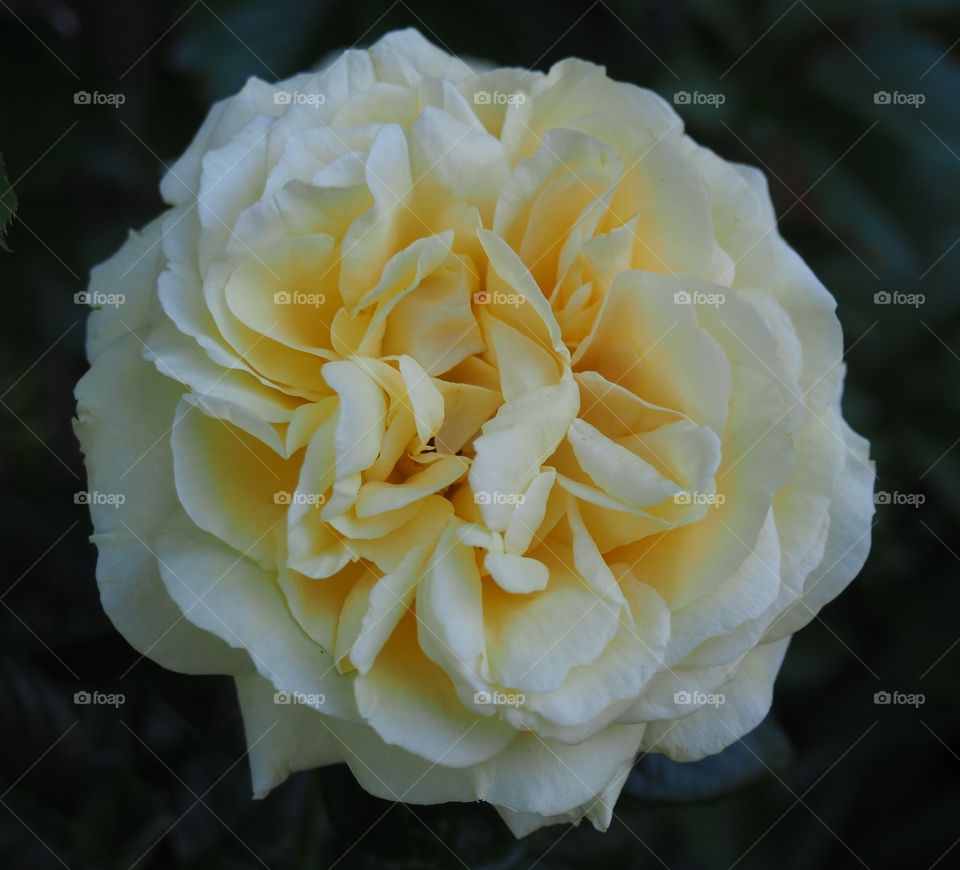 Pale Yellow Rose in Full Bloom