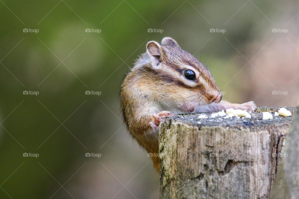 Chipmunk surprised finding nuts