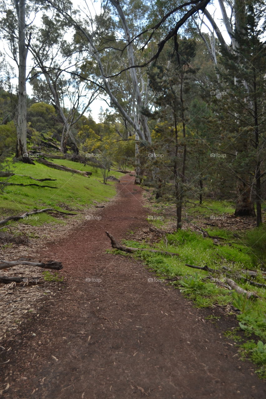 Winding hiking trail through a eucalyptus grove of trees in south Australia's Flinders Ranges 