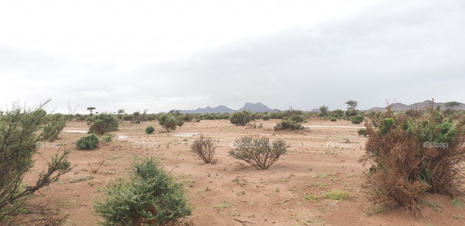 rain and desert