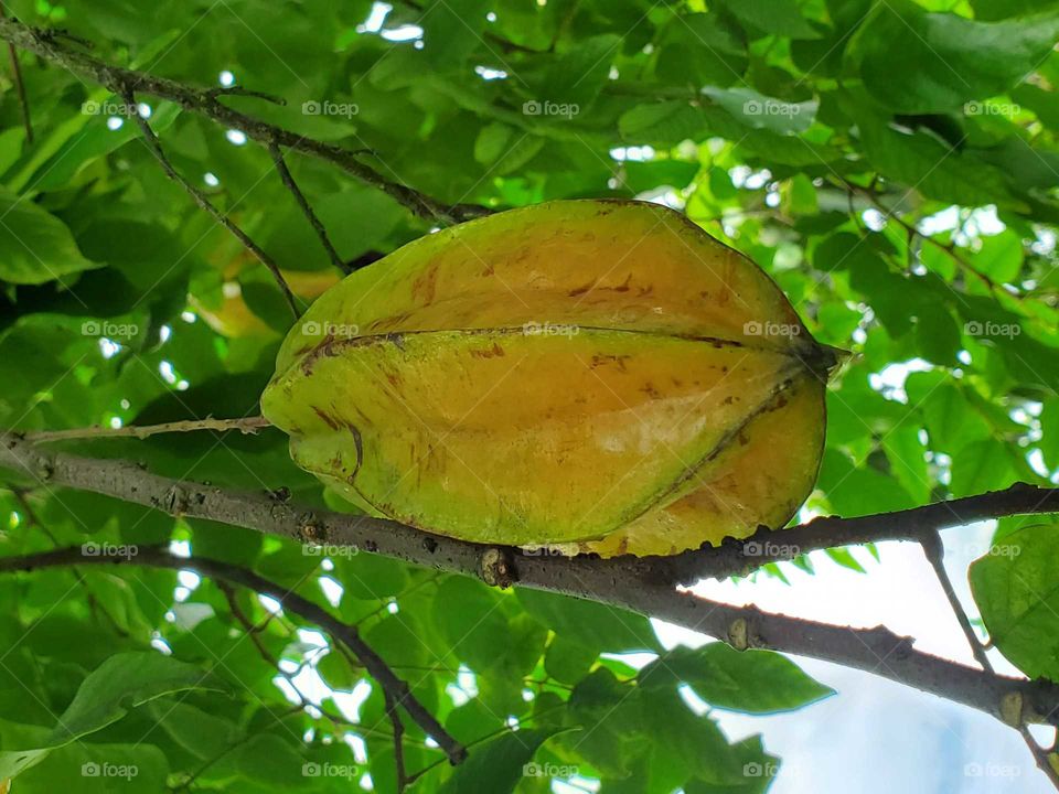 starfruit