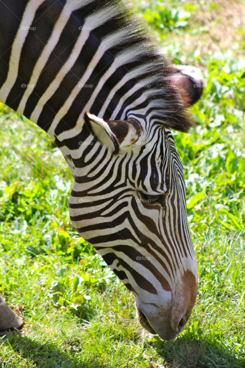 park zoo zebra stripes by sarali11