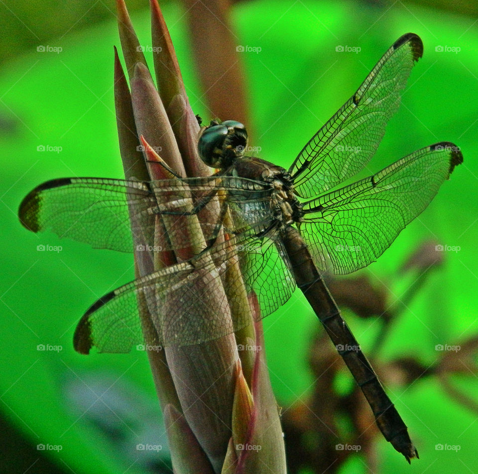 Dragonfly attached to plant. This dragon fly danced,flapped its wings and finally landed on this plant. As I approach it, it did not fly away-photoed