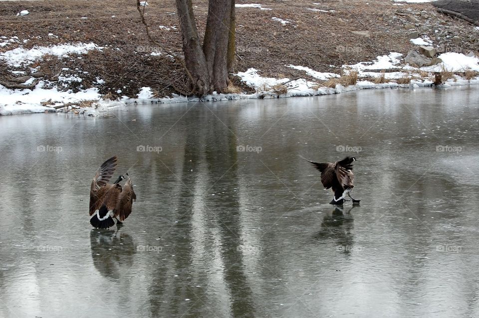 Geese land on a frozen lake in early March in Missouri. 