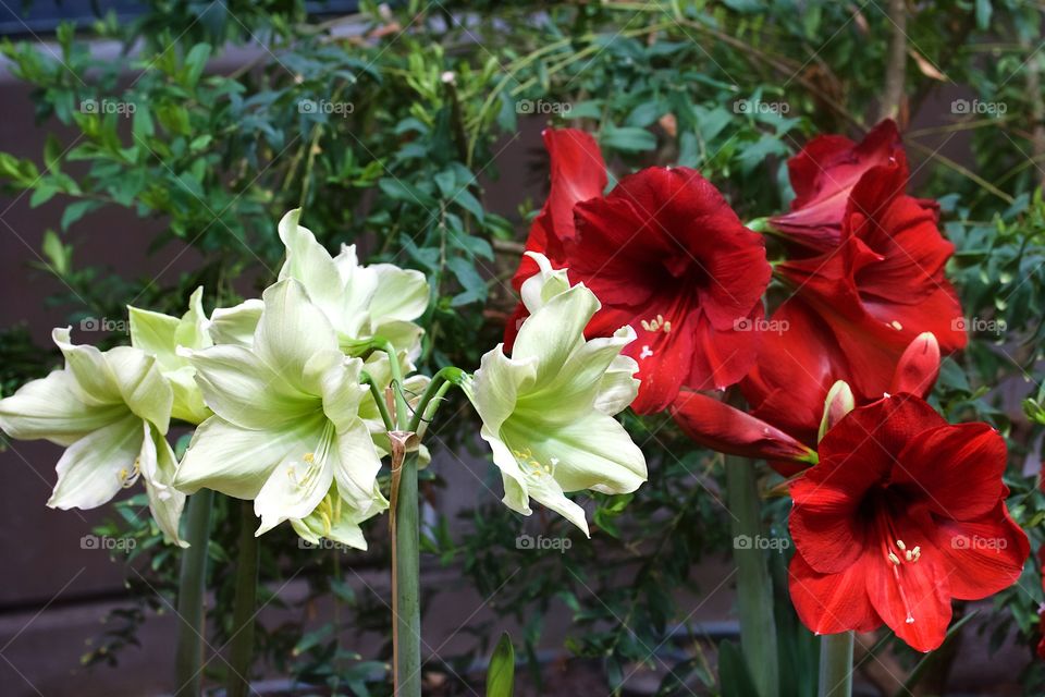 Amaryllis