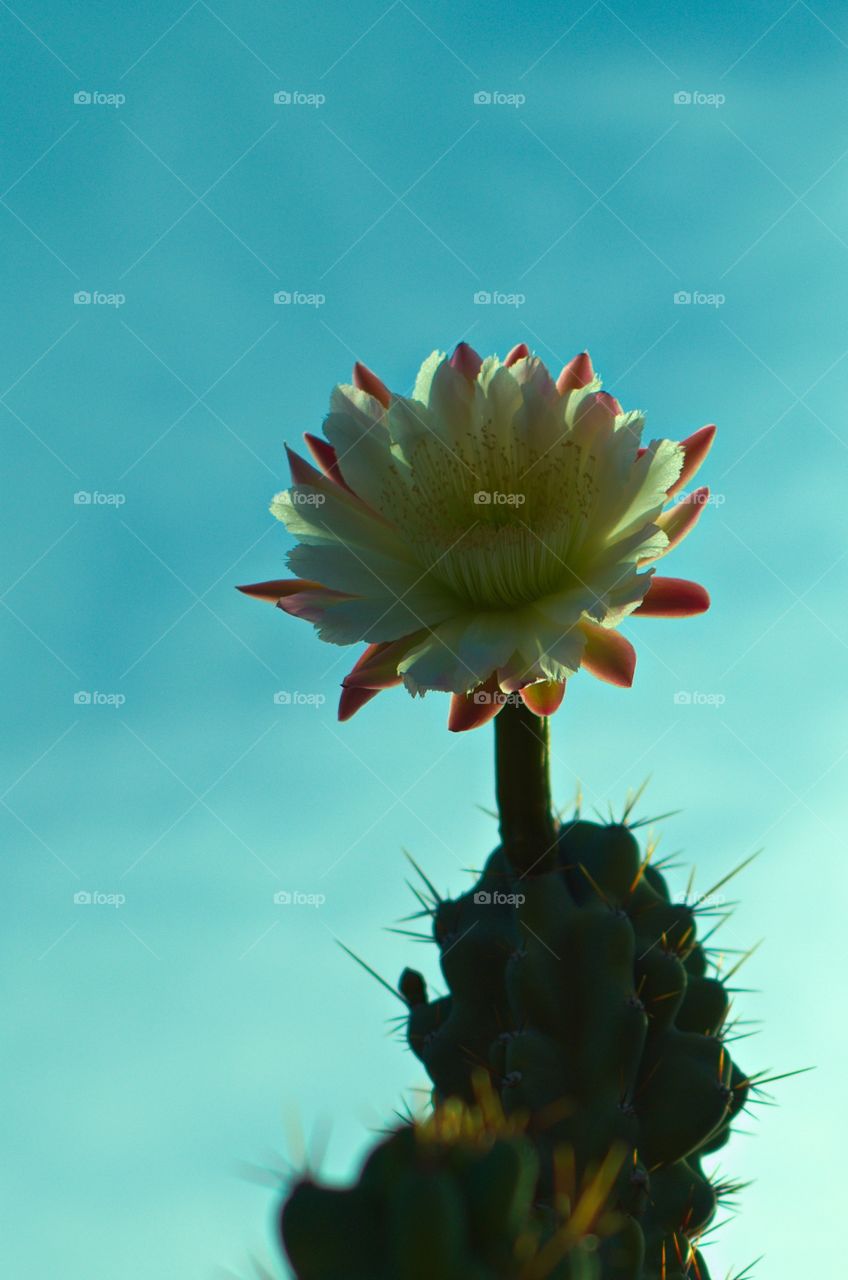 Cactus flower