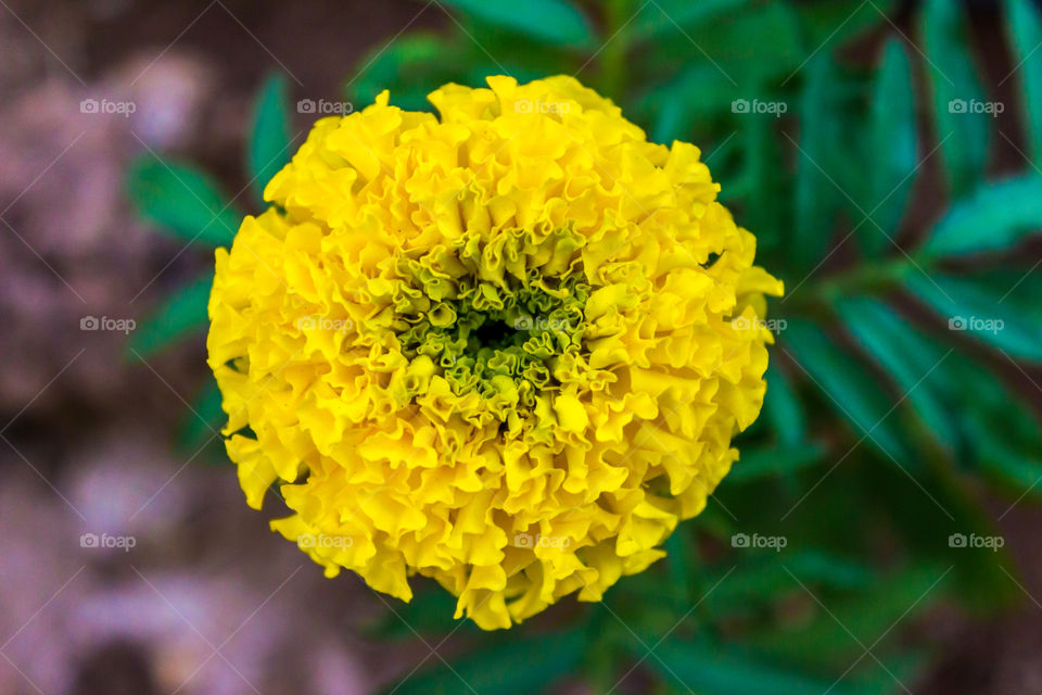 Yellow beautiful flower in green space